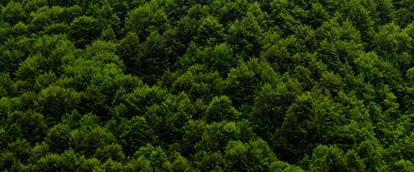 forest