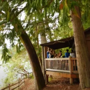 A group of people on a deck under trees