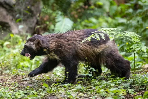 Wolverine Tongue Out Walking