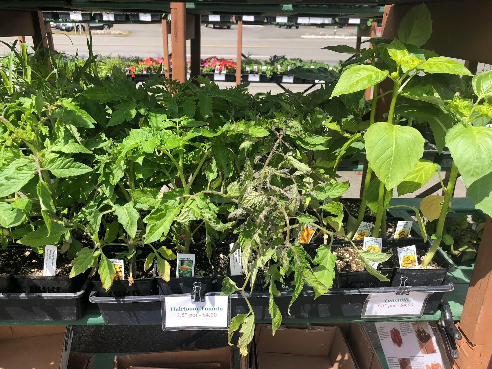 tomato plants at a farmers market in silverdale