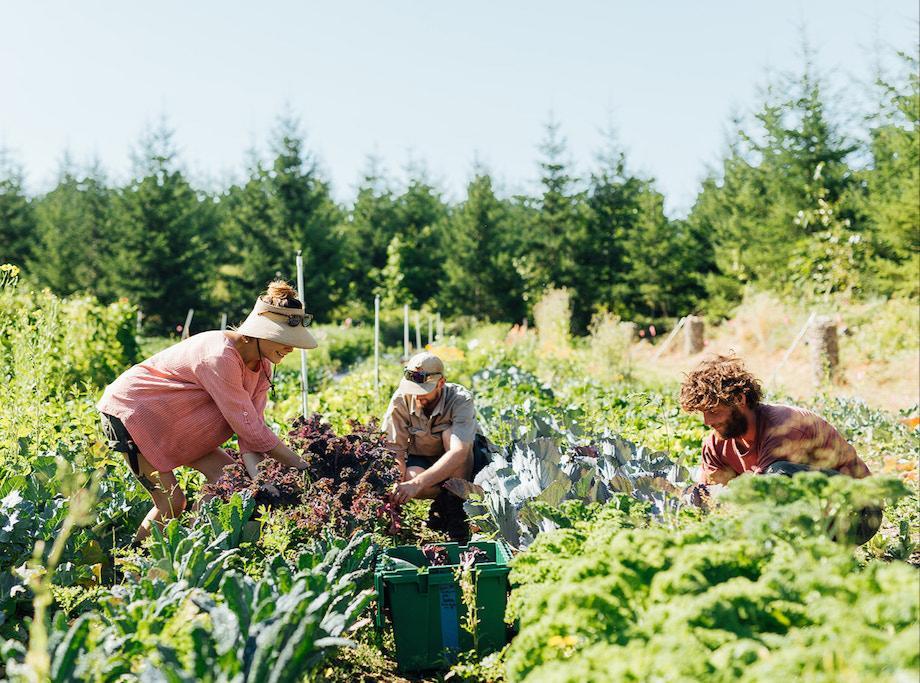 farmers pick vegetables in a field at Stump Root Farm