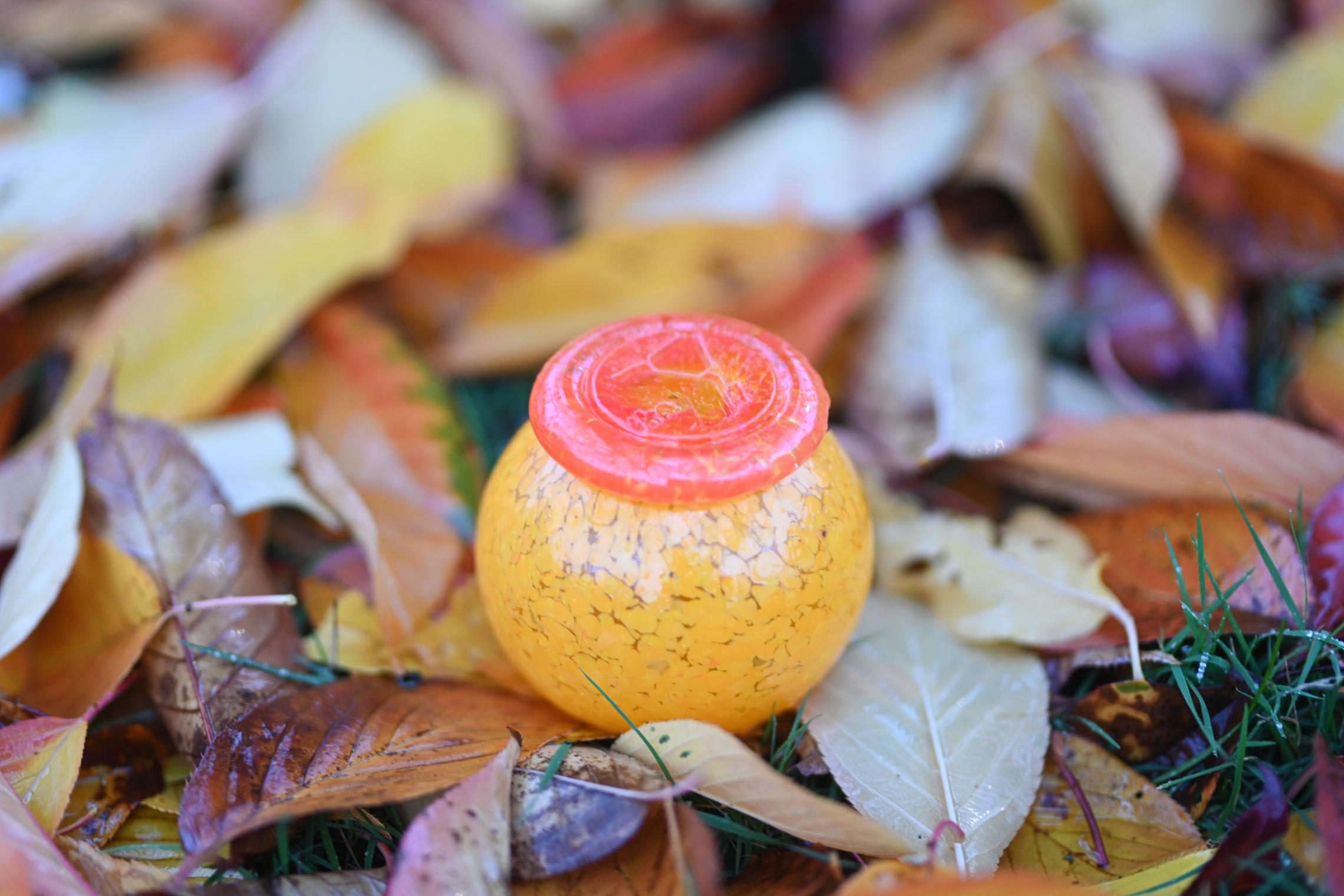 Pearl Shine amongst foliage