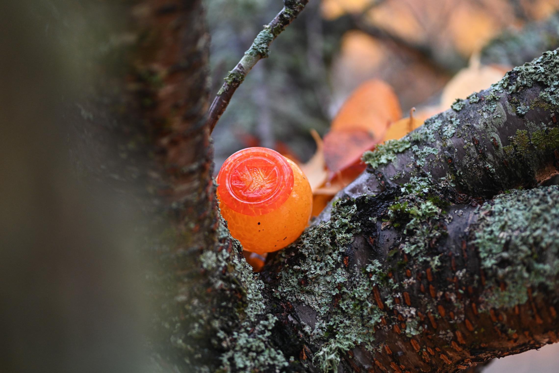 Pearl Shine in a tree