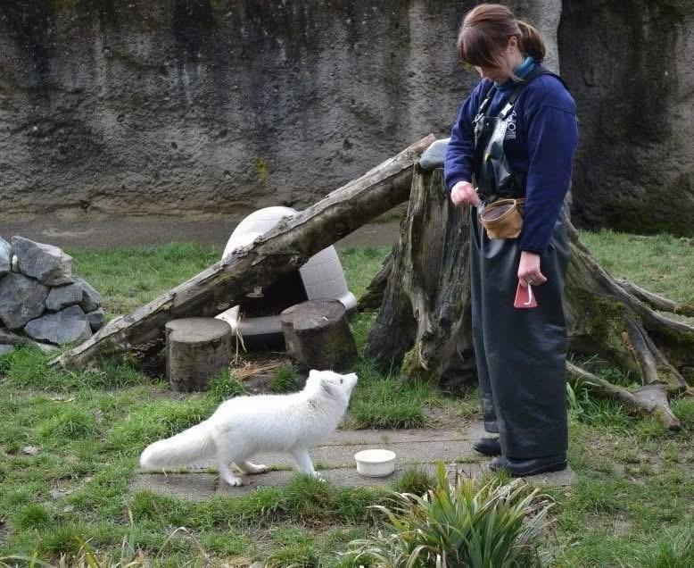 Katie Buckley-Jones works with an arctic fox during a previous role as a zookeeper, gaining experience in animal care and leadership before joining the YMCA.