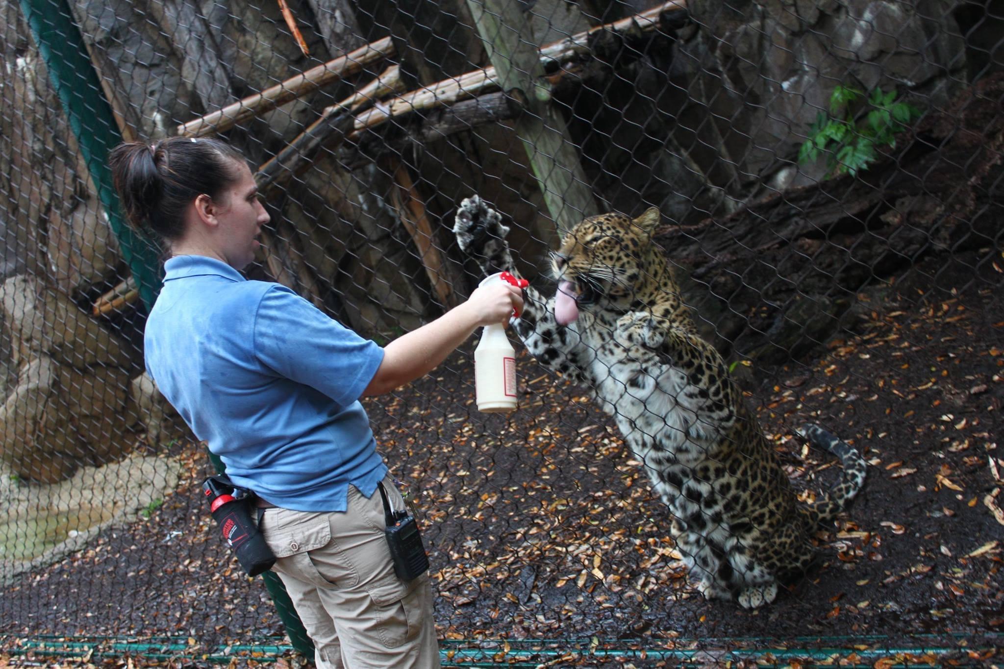Katie Buckley-Jones works with a jaguar during a previous role as a zookeeper, gaining animal care and leadership experience before joining the YMCA.