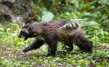 Wolverine Tongue Out Walking